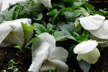 水滴、雨粒に濡れた白色のパンジーの優美さ、可憐な花びら