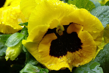 水滴、雨粒に濡れた黄色のパンジーの優美さ、可憐な花びら