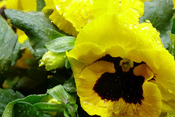 水滴、雨粒に濡れた黄色のパンジーの優美さ、可憐な花びら