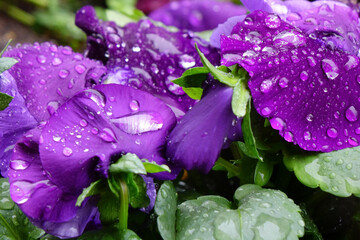 水滴、雨粒に濡れた紫色のパンジーの優美さ、可憐な花びら