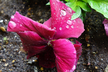 水滴、雨粒に濡れた紅赤色のパンジーの優美さ、可憐な花びら