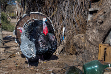 
Field animals, we see a couple of turkeys, two splendid animals, under the midday sun, they seem...