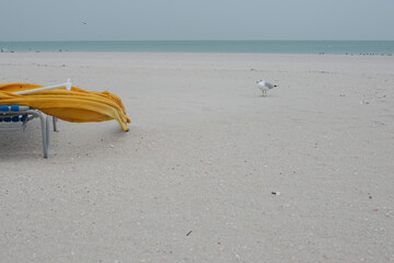 Sea gull to right of Yellow and Blue beach chairs and canopy's stacked  in middle with sand in front and Gulf of Mexico in background on a cloudy day. At Treasure Island, Florida.