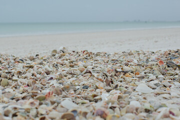 Low shot of various colored shells in foreground with sandy beach with Gulf  of Mexico and shoreline in background at Treasure Island, Florida. 