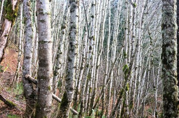 Dense birch tree woodland. Taken in the Columbia River Gorge along the Angel's Rest trail.