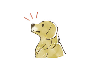 ゴールデンレトリバー