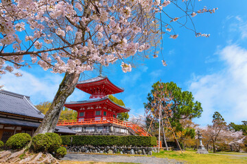 Daikakuji Temple in Kyoto, Japan during beautiful full bloom cherry blossom garden in spring 