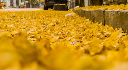 Closeup of gingko leaves fallen on street next to curb. Foreground and background blurred for...