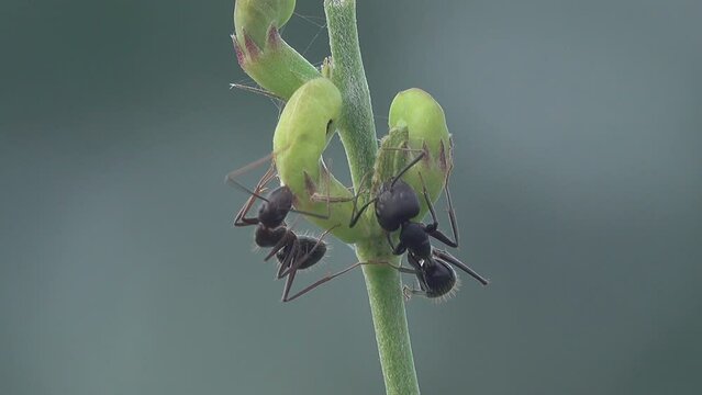 Black ant walking on a branch in the forest