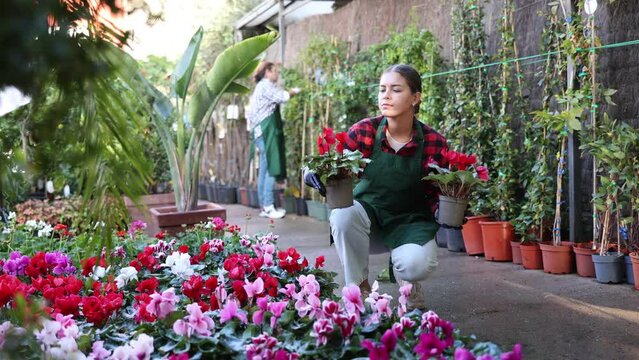 Hardworking young woman horticulturist working in a flower hothouse inspects cyclamen in pots for the presence of flower disease. High quality 4k footage