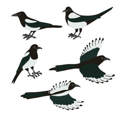 vector drawing birds, hand drawn magpie, isolated nature design element