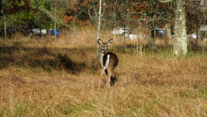 The cute deer staring at me alertly in the autumn forest
