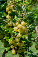 Gooseberry or European gooseberry (Ribes uva-crispa). Green organic gooseberries in the garden.