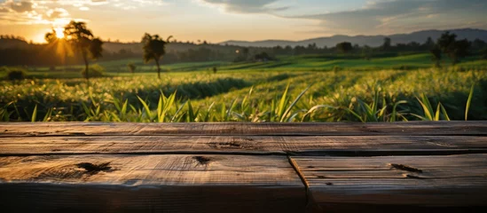 Fototapeten old wooden table next to green rice fields in the evening at sunset © MBRAMO