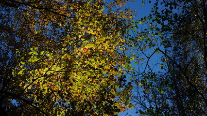 The colorful and beautiful leaves on the trees in autumn
