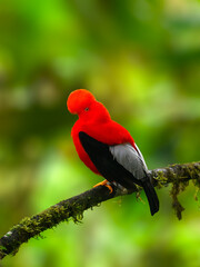 Andean cock-of-the-rock on tree branch in the beautiful nature habitat, Ecuador