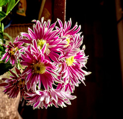 pink chrysanthemum flowers in a vase on the windowsill, macro
