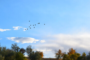 birds in flight above fall trees