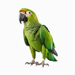 Obraz premium photograhpy of parrot isolated in white background with clipping path