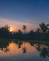 Sunset over the rice terraces in Bali. Golden hour. Coconut palms. Indonesia.