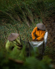 Rice harvesting on rice terraces. Two people cut rice and throw it into a bag. Bali. Indonesia