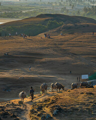 Golden hour. Woman driving cattle. Southern part of Lombok. Kuta Lombok. Observation point. In the distance, there are crowds of people waiting for the sunset