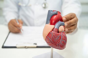 Cardiovascular disease CVD, Asian doctor holding human anatomy model for learn and treat heart...