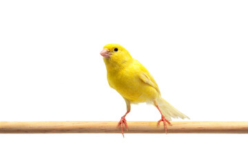 カナリア　カナリヤ　白バック