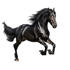 Obraz na płótnie Canvas Black horse on transparent background