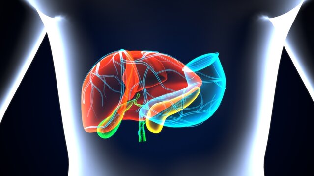 human pancreas,liver,stomach and gallbladder anatomy system. 3d render