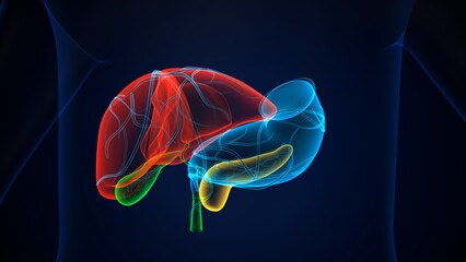 human pancreas,liver,stomach and gallbladder anatomy system. 3d render - obrazy, fototapety, plakaty