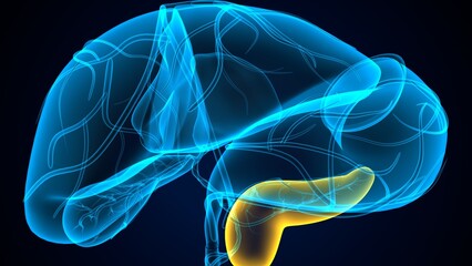 human pancreas,liver,stomach and gallbladder anatomy system. 3d render