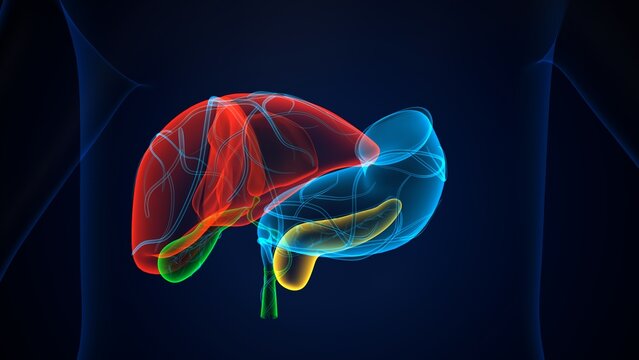 human pancreas,liver,stomach and gallbladder anatomy system. 3d render