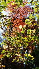 The colorful and beautiful leaves on the trees in autumn
