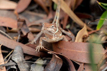 Small Australian Lizard 
