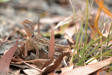Small Australian Lizard 