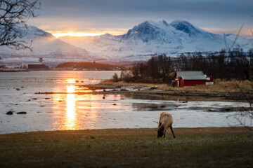Renifer pasący się na polanie o zachodzie słońca, na tle jeziora i ośnieżonych szczytów górskich w Norwegii