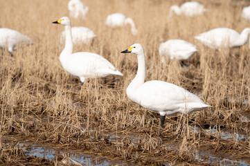越冬してきたハクチョウ