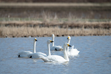 越冬してきたハクチョウ