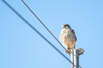 名前忘れたけど猛禽類だと思う