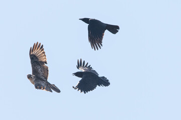 カラスと追いかけっこ