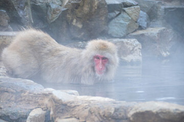 温泉に入りに来た日本猿たち