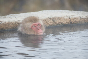 温泉に入りに来た日本猿たち