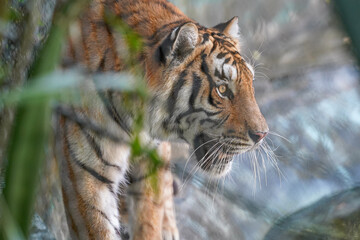 tiger in the zoo