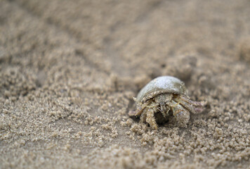 hermit crab on sea shore