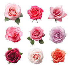 Fototapeta premium Set of roses on a white background