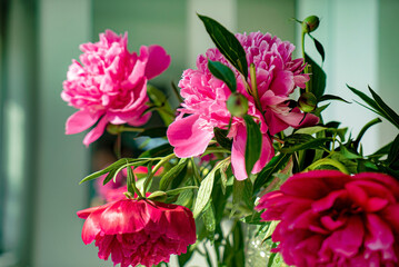 red peonies in the vase