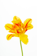 Fototapeta na wymiar tulip in the white background