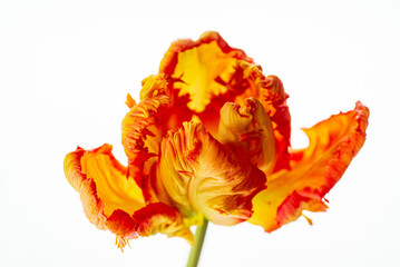 tulip in the white background
