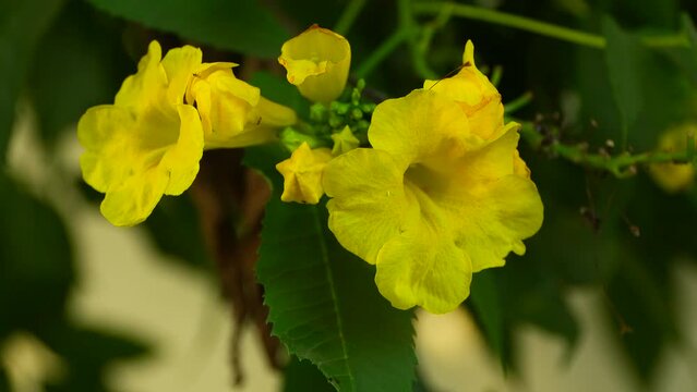Slow motion of two yellow tecoma flowers
